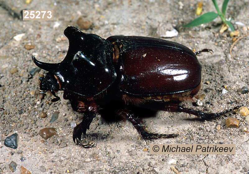 Strategus aloeus (Rutelinae, Scarabaeidae, Coleoptera)